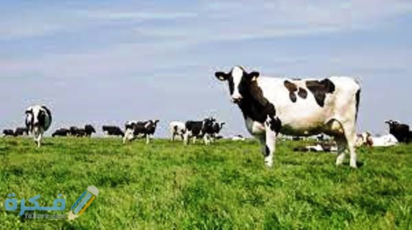 اهمية محاصيل الاعلاف في مصر