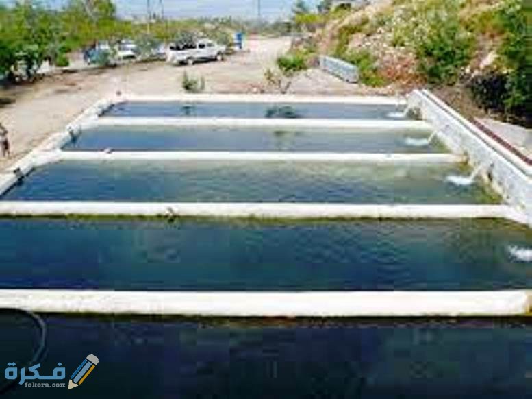 خصائص الاحواض الاسمنتيه لتربية الاسماك