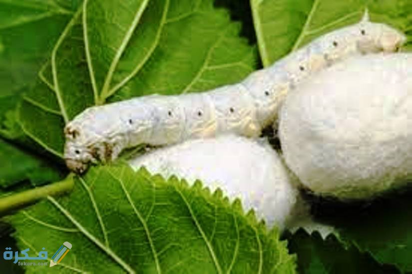 تاريخ صناعة الحرير من دودة القز