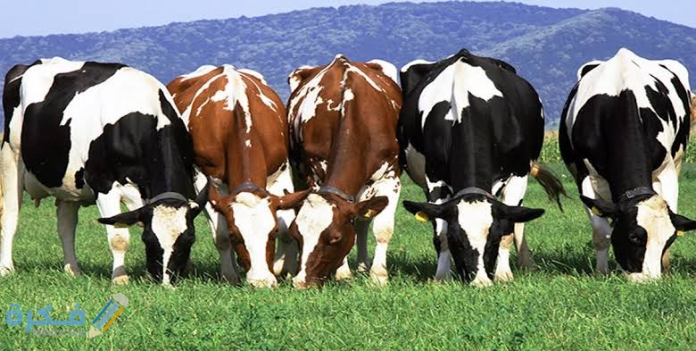 أخطر 5 من الأمراض التي تصيب الأبقار 5 images 33 1