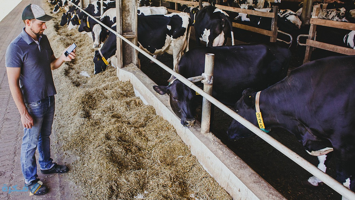 ابقار الجيرسي البرزيلية