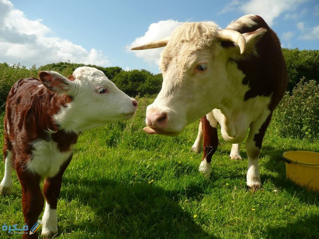 أهمية محاصيل الأعلاف الحيوانية على الاقتصاد 4 انواع محاصيل الاعلاف في مصر