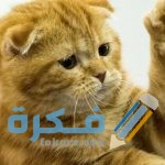 تورم الكفوف في القطط