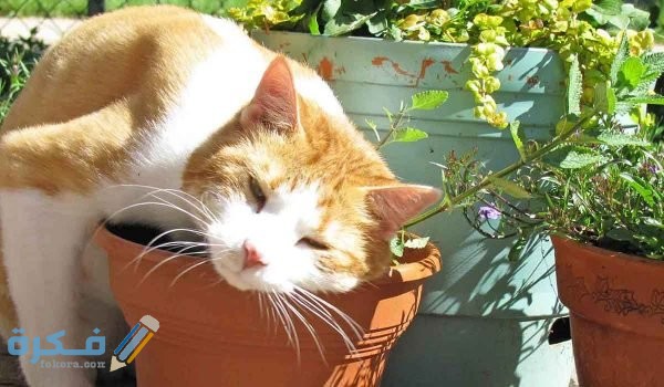 1CEC555E EF2C 4F13 AE31 91BCCD516C51