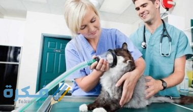 غازات القطط الصغيرة اسبابها وعلاجها 5 90380319 E5EF 40DA 8169 7E61D1DF2625