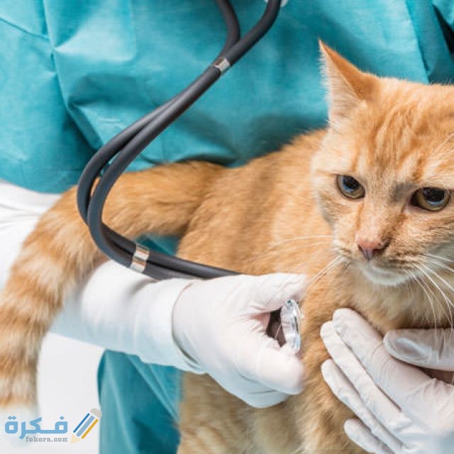 B0388F0F B22F 4D7A B88B 81A3BBB4B395