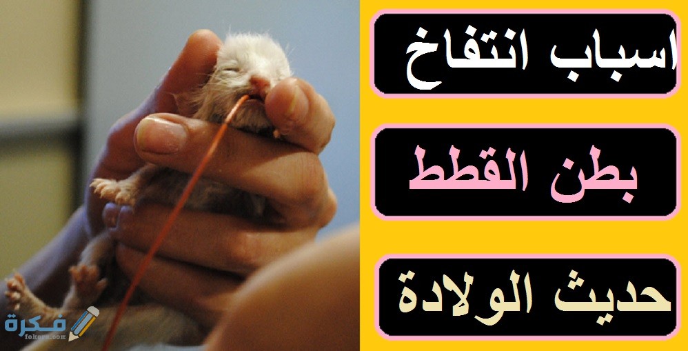 BAD02437 5302 45F9 823C 47F3CB8DFA6B