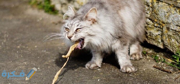 CABFCC2E 4372 4982 9E53 C7EE4076D18F