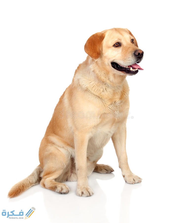 beautiful labrador retriever adult 25581681