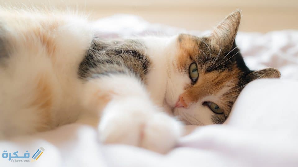 cat 1058095 1920 960x540 1