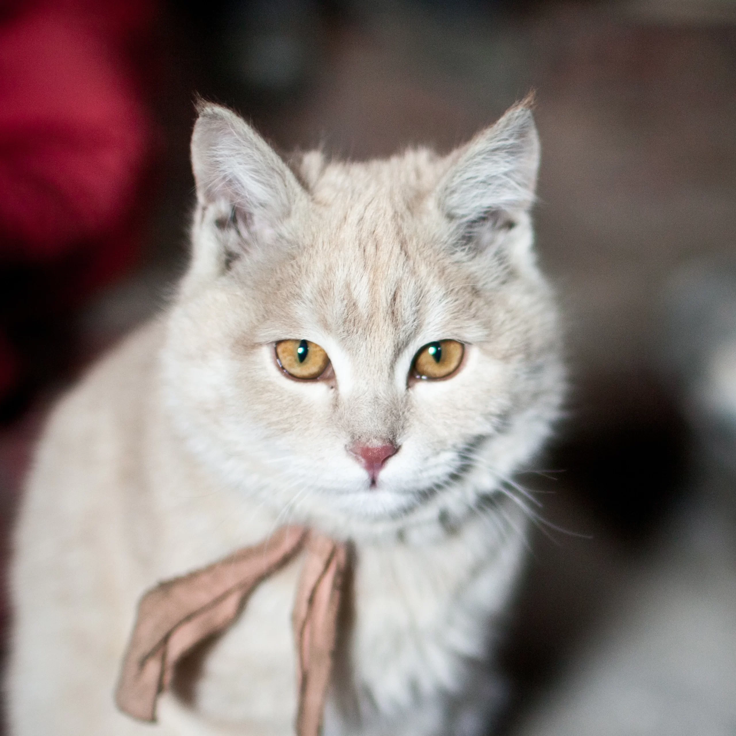 domestic cat thumb square scaled