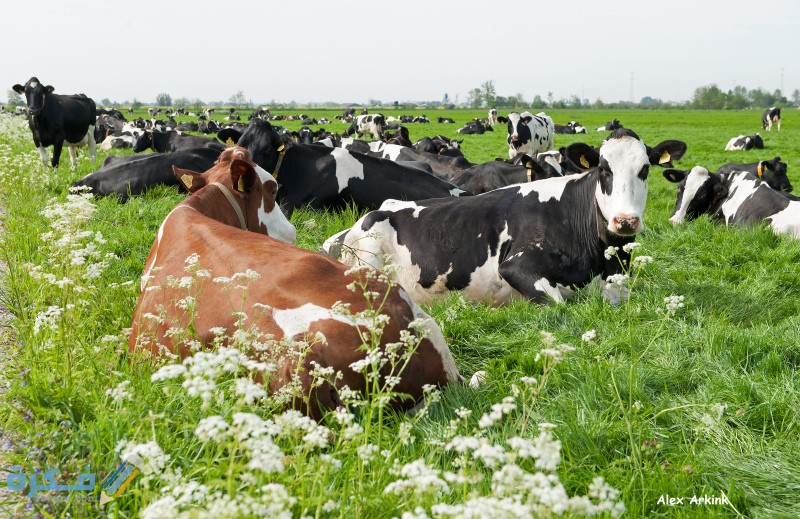 أنواع الأبقار في هولندا