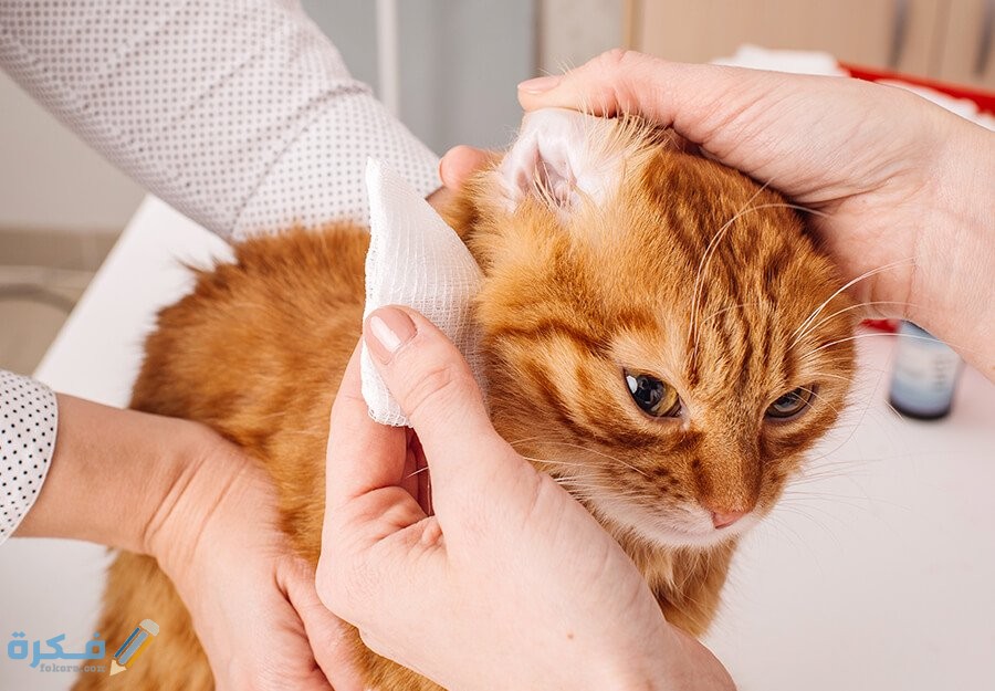 how to clean cats ears article feature