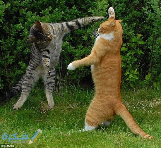 ما هو سبب سلوك القطط العدواني 3 images 2021 11 27T002144.136