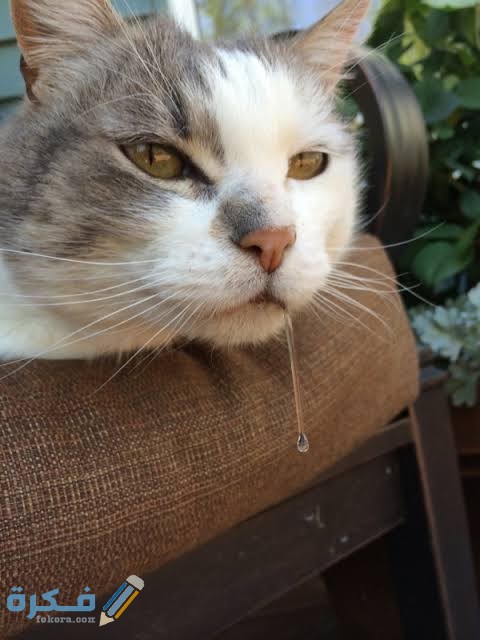 images 2021 11 27T002223.423