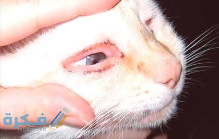 images 2021 11 28T000157.089