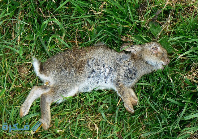 inbound2512619006207850167