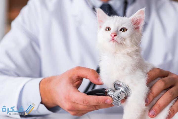 veterinary care for cats 720x481 1