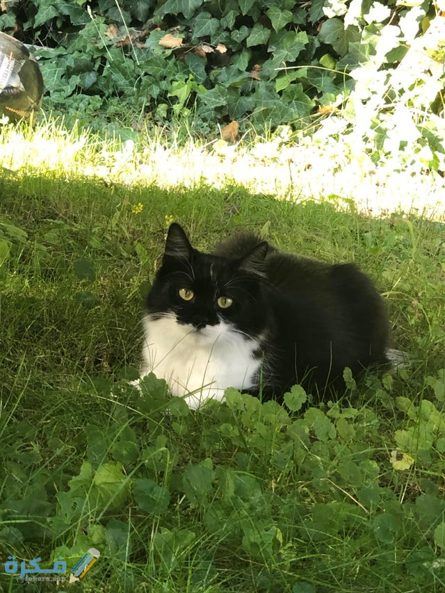 أمراض الغدد الشرجية في القطط 4