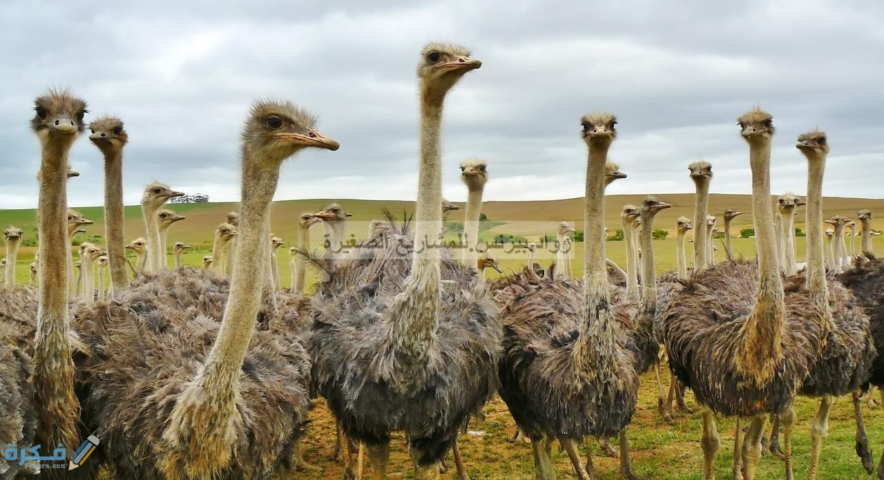 اهمية مشروع تربية النعام