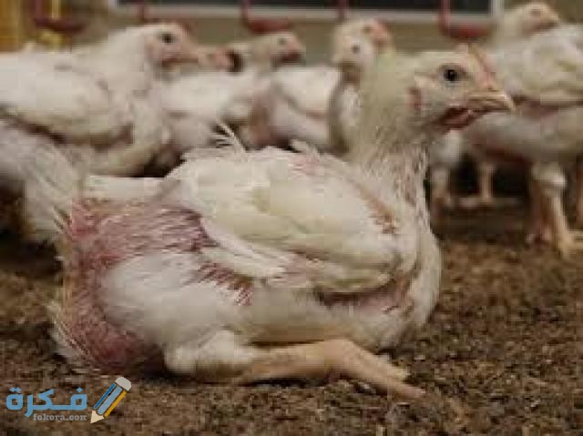 مرض الجمبورو للدواجن العلاج الوقاية