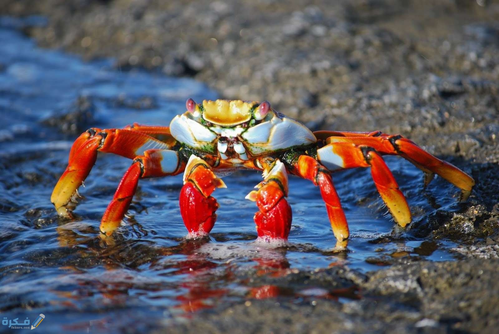269775crab 437346