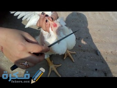 899532144576240 375x281 1