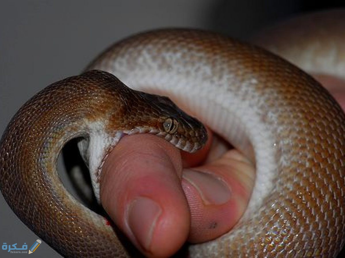 9B88BA48 EC73 4AF6 BB17 B4B1253ECC25