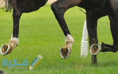 تفسير رؤية حدوة الحصان في المنام 2 D02C7EDC BF00 46F9 9B83 05EB9DC7F1F2