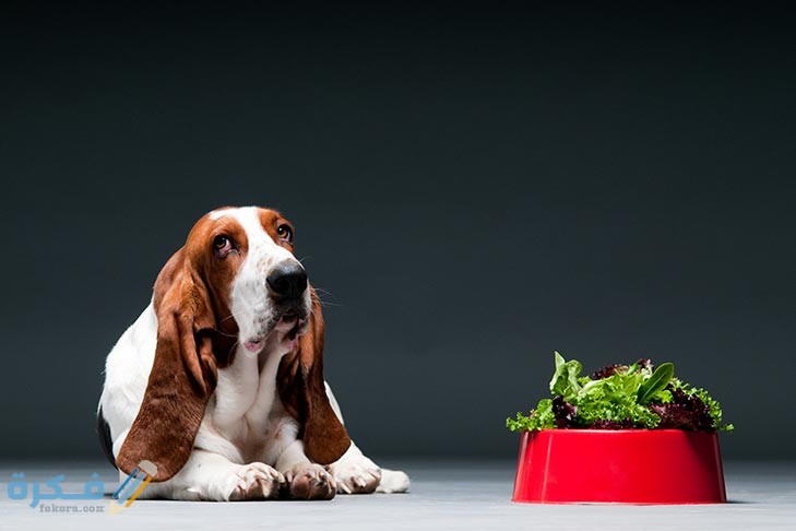 basset hound with bowl of lettuce