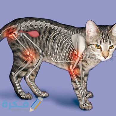 التهاب المفاصل في القطط : الاسباب والعلاج 2 images 2021 12 02T200636.505