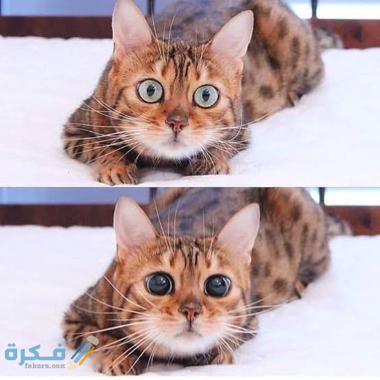 images 2021 12 02T200825.873