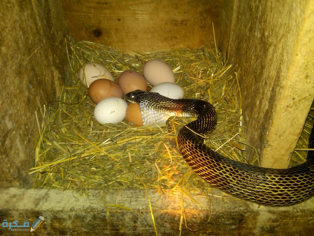 snake eating egg