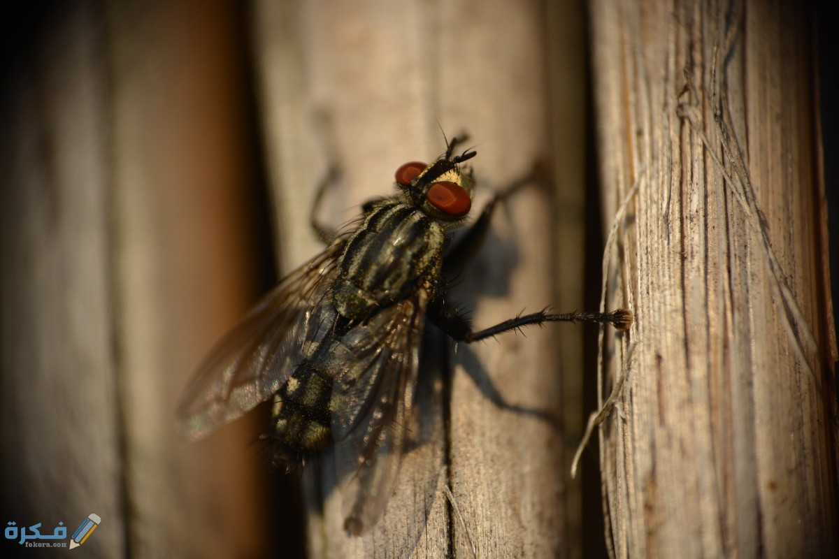 كيفية طرد الحشرات الطائرة من المنزل