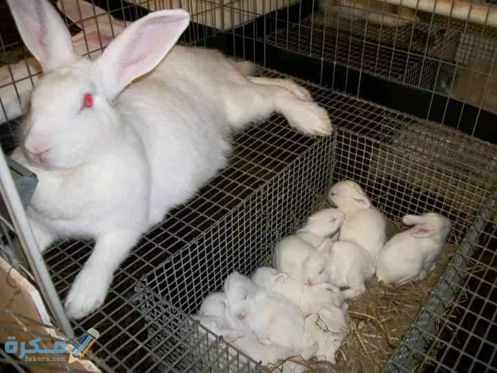 كم تلد الأرنب اول مرة