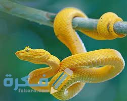 تفسير رؤية افعى صفراء في المنام 5 download 1 1