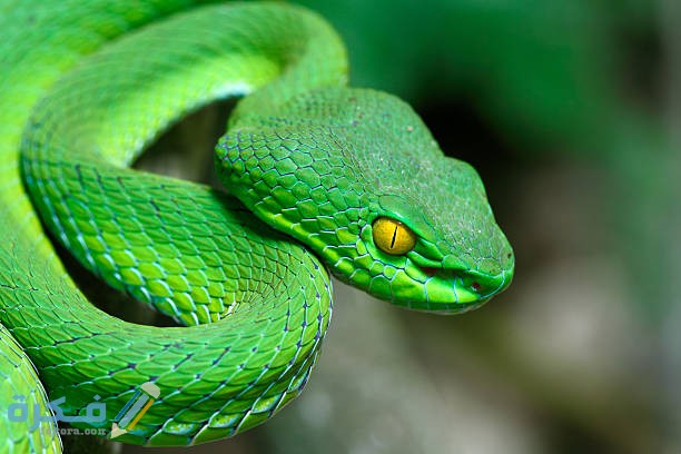 green snake