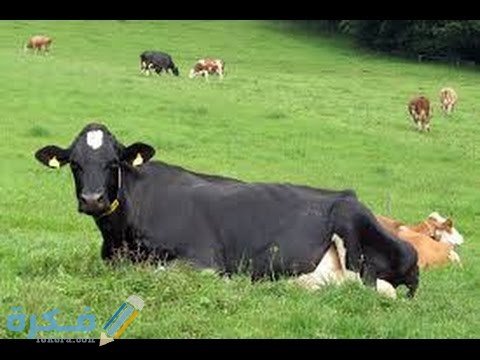 تفسير رؤية البقرة السوداء في المنام 1 hqdefault 1