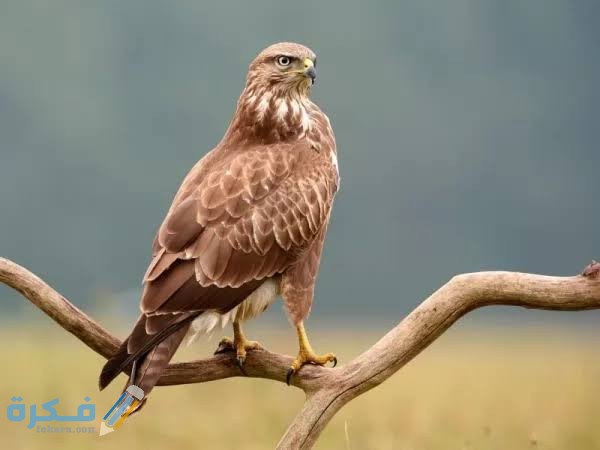 ماهو شكل طائر الحدأة ؟ 4 images 2022 01 14T084817.138