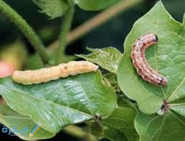 بحث عن دودة ورق القطن