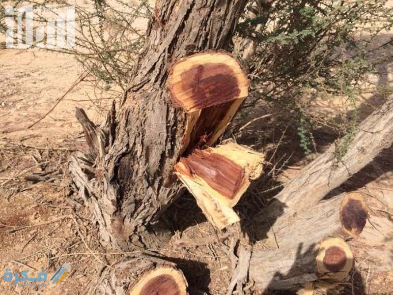 بحث عن الاحتطاب الجائر