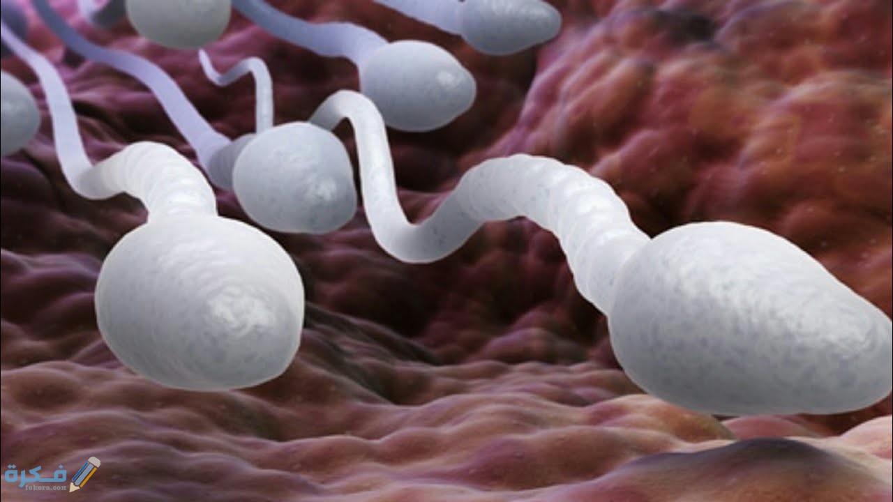 هل تشعر المرأة بنزول مني الرجل داخلها 5 A65BAAE0 5BB7 43E7 B773 EAFA7A9D1FC5