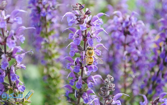 اهم فوائد 5 نبات الجعدة واضراره على الصحة 6 اهم فوائد نبات الجعدة واضراره على الصحة