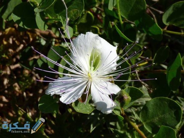 اهم استعمالات نبات القبار وفوائدة للجسم