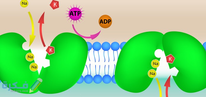 ATP مفهومه ووظائفة