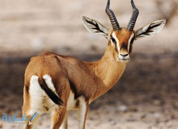 ما هو اسم صغير الغزال