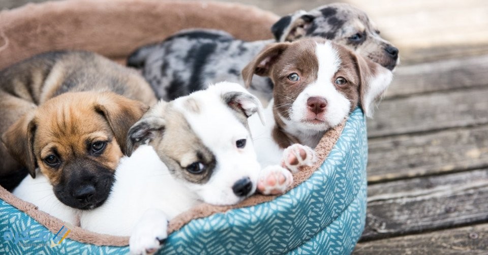 تفسير رؤية الجرو في المنام 5