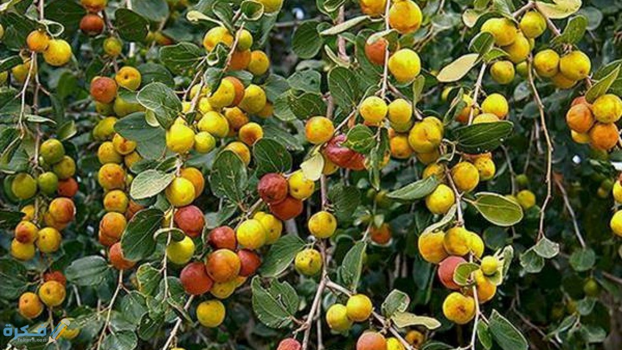 the benefits of the buckthorn tree