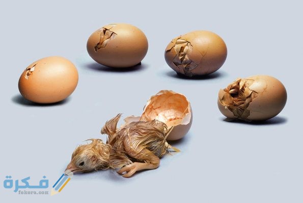 تفسير حلم فقس البيض 1 595x398 1