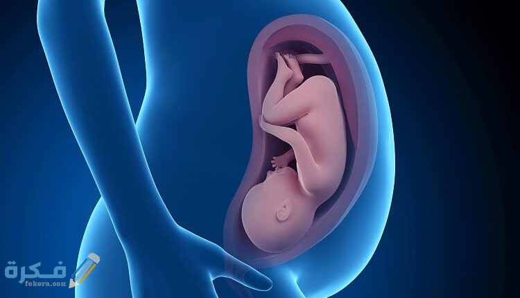 رفرفة الرحم في الشهر التاني 3 متى يظهر الحمل الغزلاني بالسونار البطني3 750x430 2